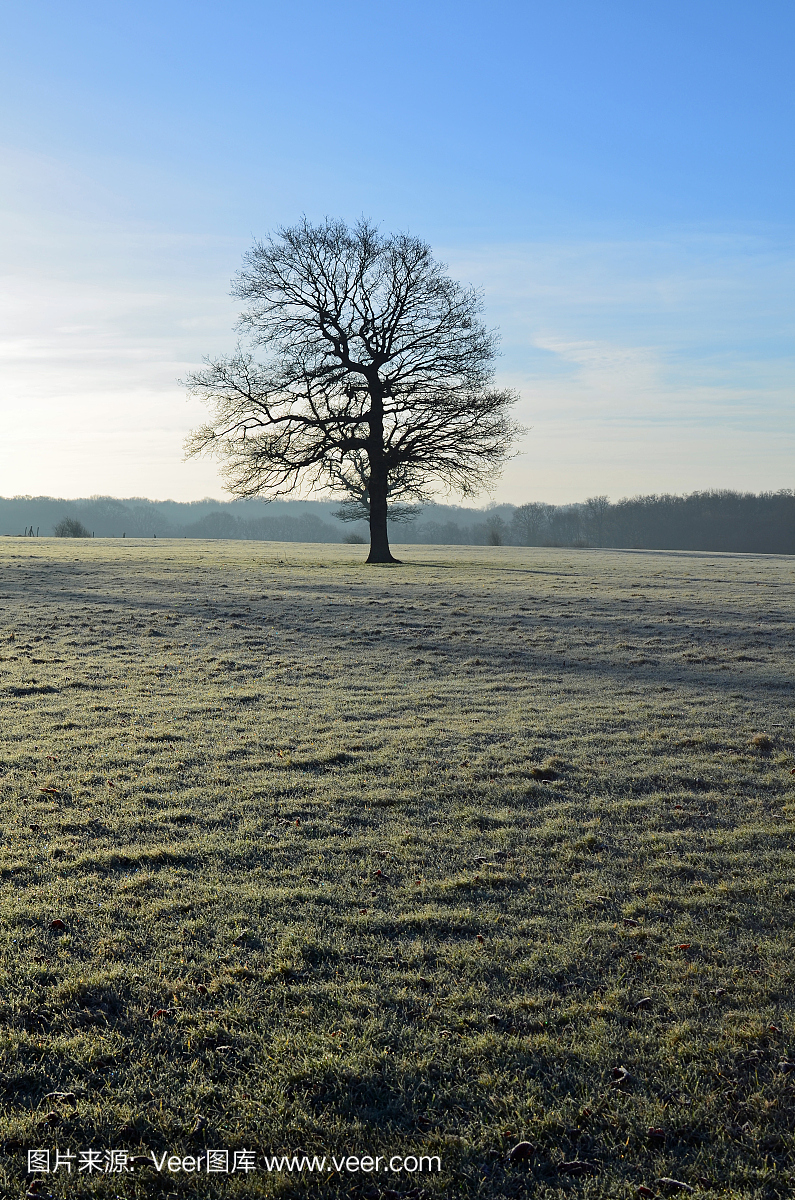 单一英语橡树在冬天。