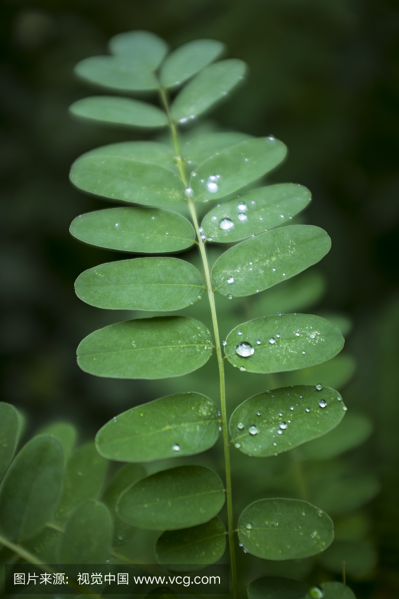 景山公园,北京,叶子,垂直画幅
