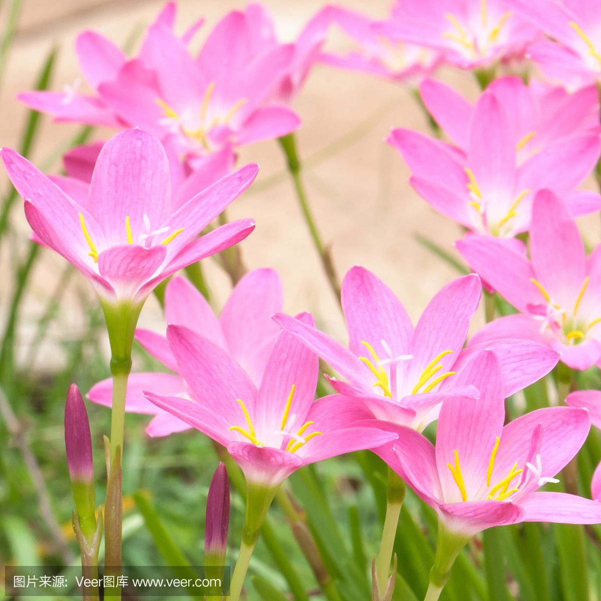 真菌性口炎,酵母感染,念珠菌属,假丝酵母