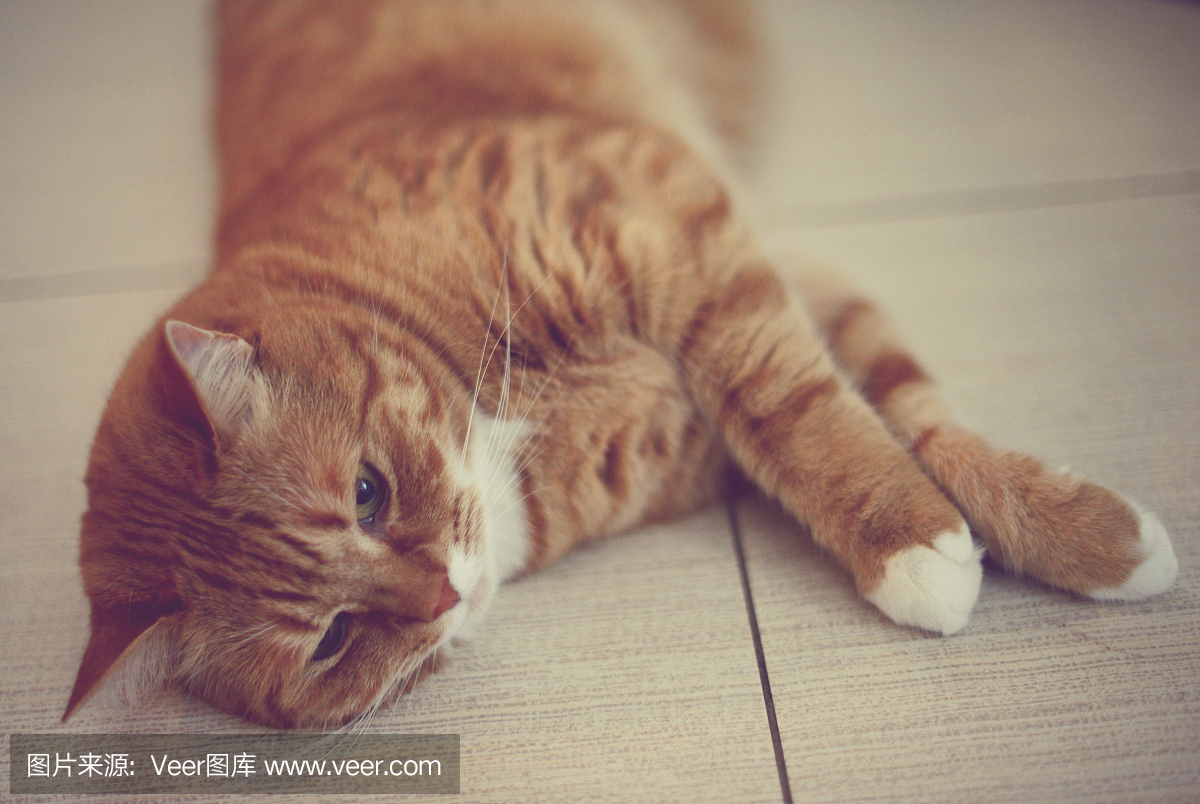 美丽的猫品种英国短毛狗躺在地板上