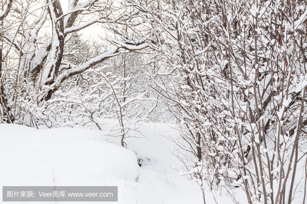 Thingvellir国家公园或在冬季更好地称为冰岛pi