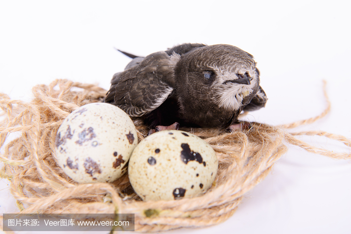 鱼苗,人工孵化鱼苗,人工孵化小鸟,鹌鹑