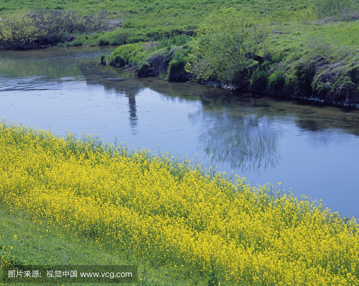 日本岐阜县大垣市的一条小溪上的黄花