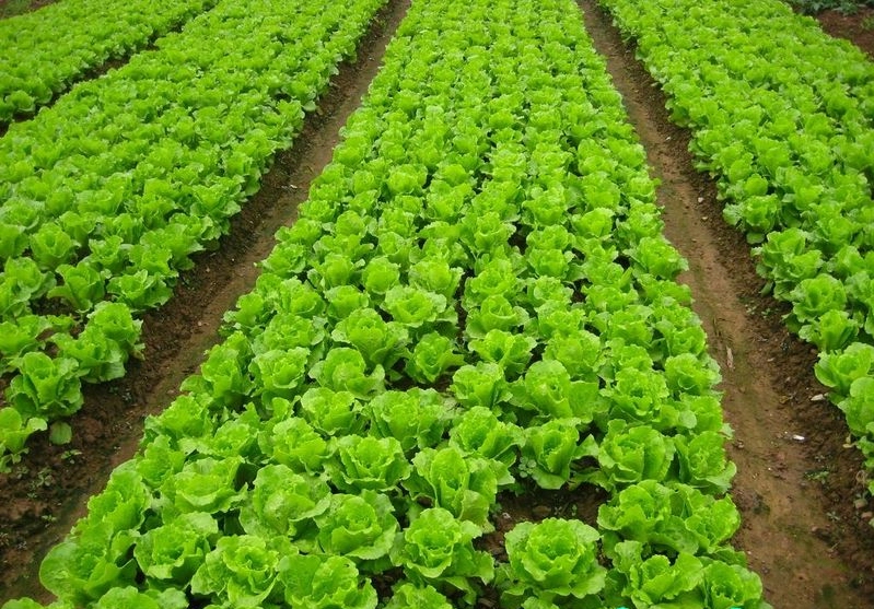 生菜施用有机肥栽培施肥技术