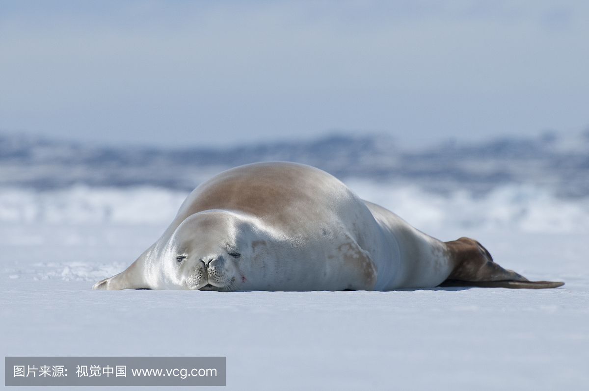 don carcinophagus)在暴风雪中快速冰上睡觉,海