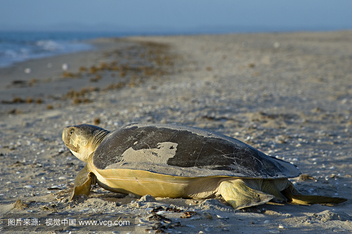 atback Sea Turtle,Natator depressus。女性在筑