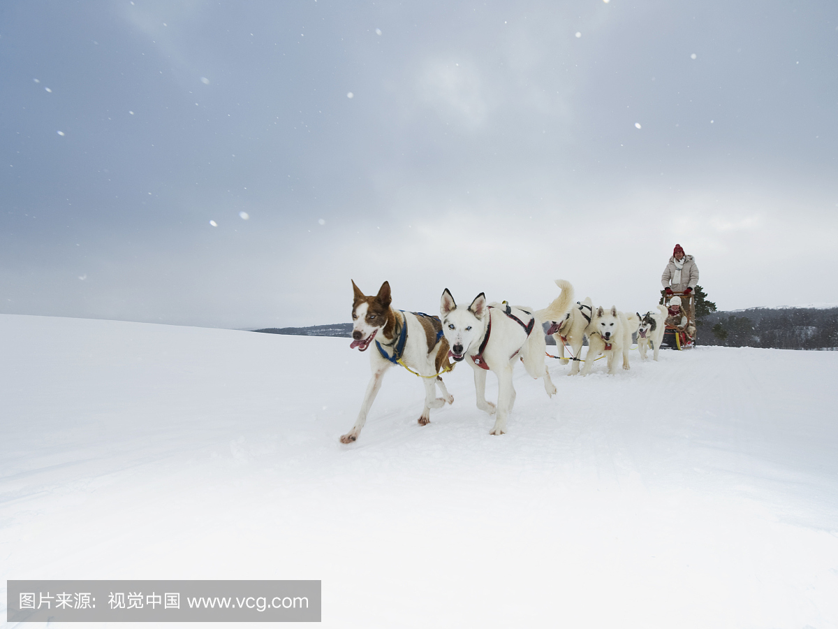 西伯利亚赫斯基狗队在雪橇上拉着一对年轻夫妇
