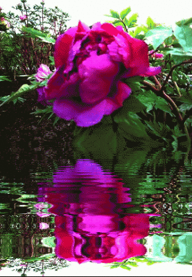 壁纸 花 桌面 277_400 竖版 竖屏 手机 gif 动态图 动图