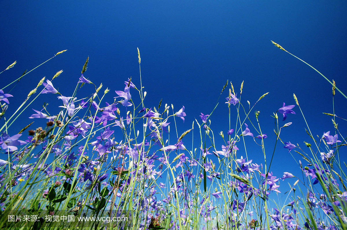 风铃花(Campanula patula)