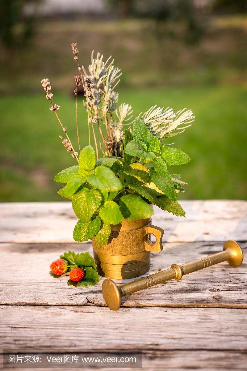 防臭木,油鞭草属,蜜蜂花,薄荷属
