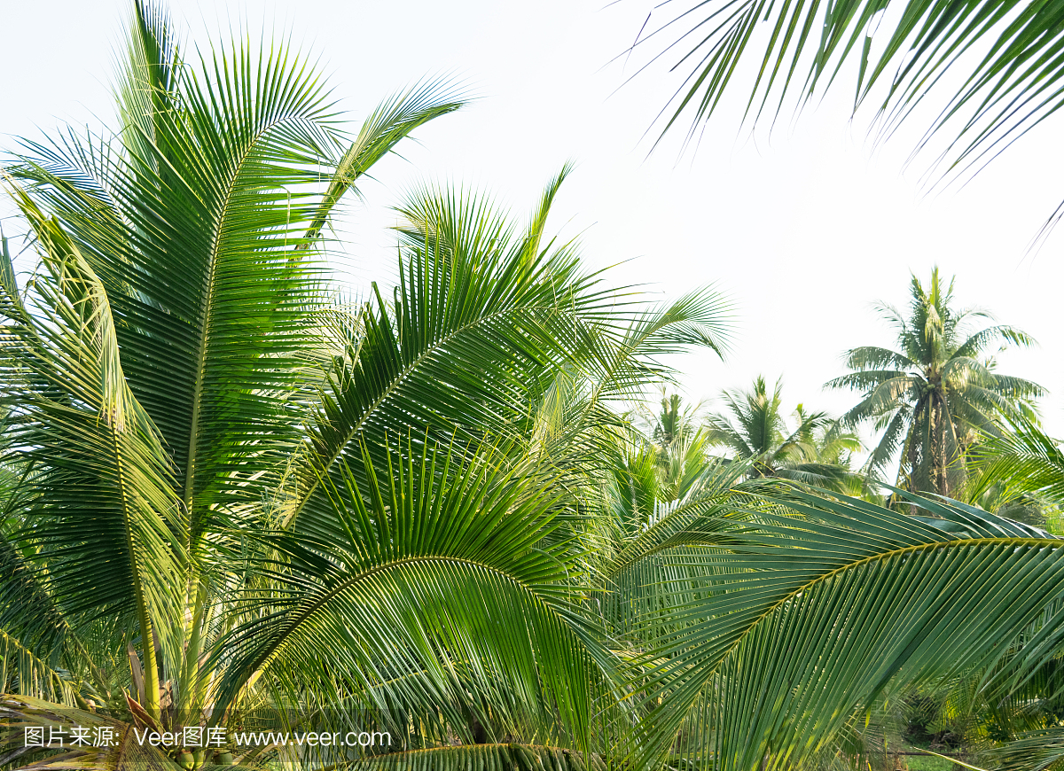 椰子棕榈树,早晨椰子种植在日出