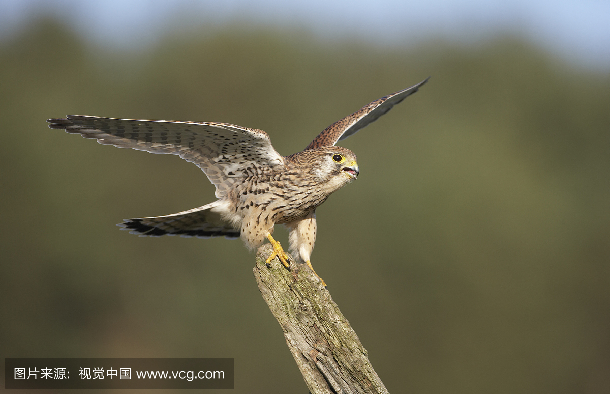 雌隼(Falco tinnunculus)在苏格兰苏格兰,二月下
