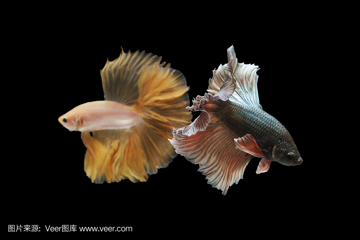 两种颜色暹罗斗鱼,黑色背景上孤立的斗鱼。