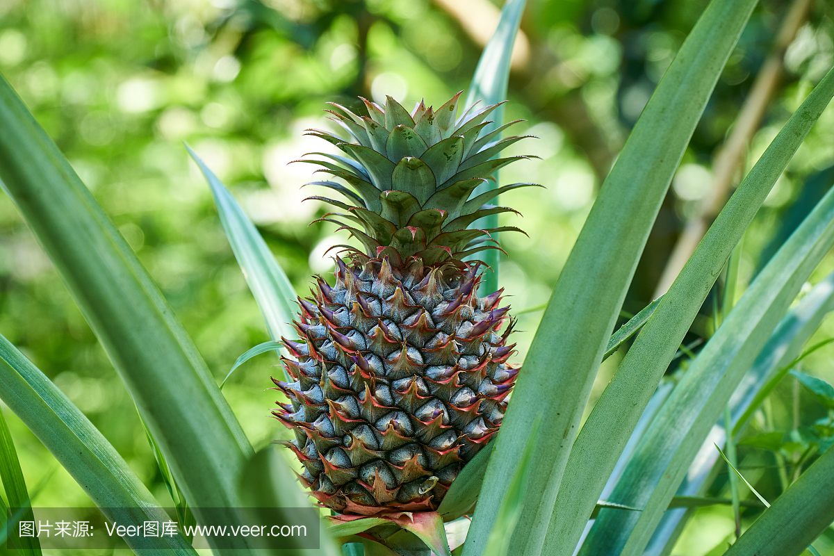 植物上种植菠萝,越南湄公河三角洲的热带水果
