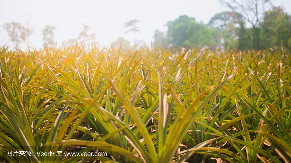 山上的菠萝农业种植园