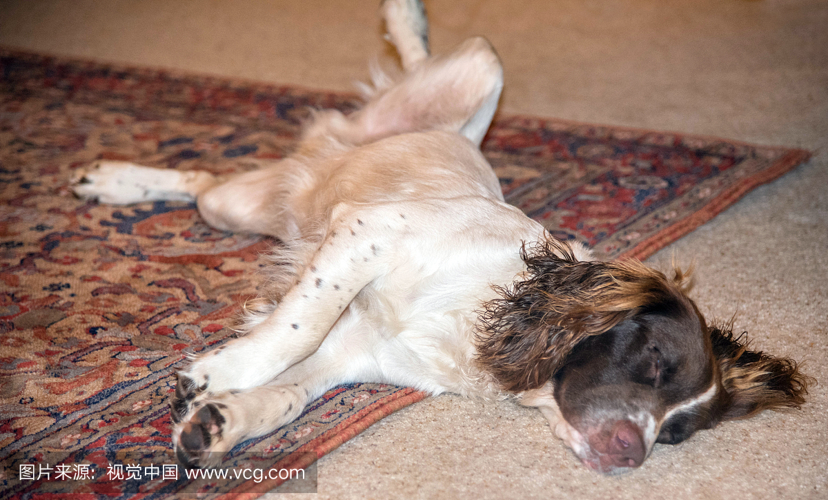 英文的Springer Spaniel,睡着了,散了出来