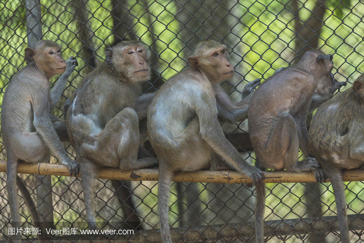 猴子在笼子里