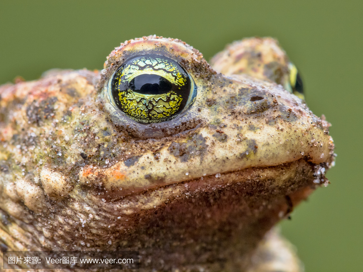 黄条蟾蜍,蛤蟆,疥蛤蟆,蟾蜍