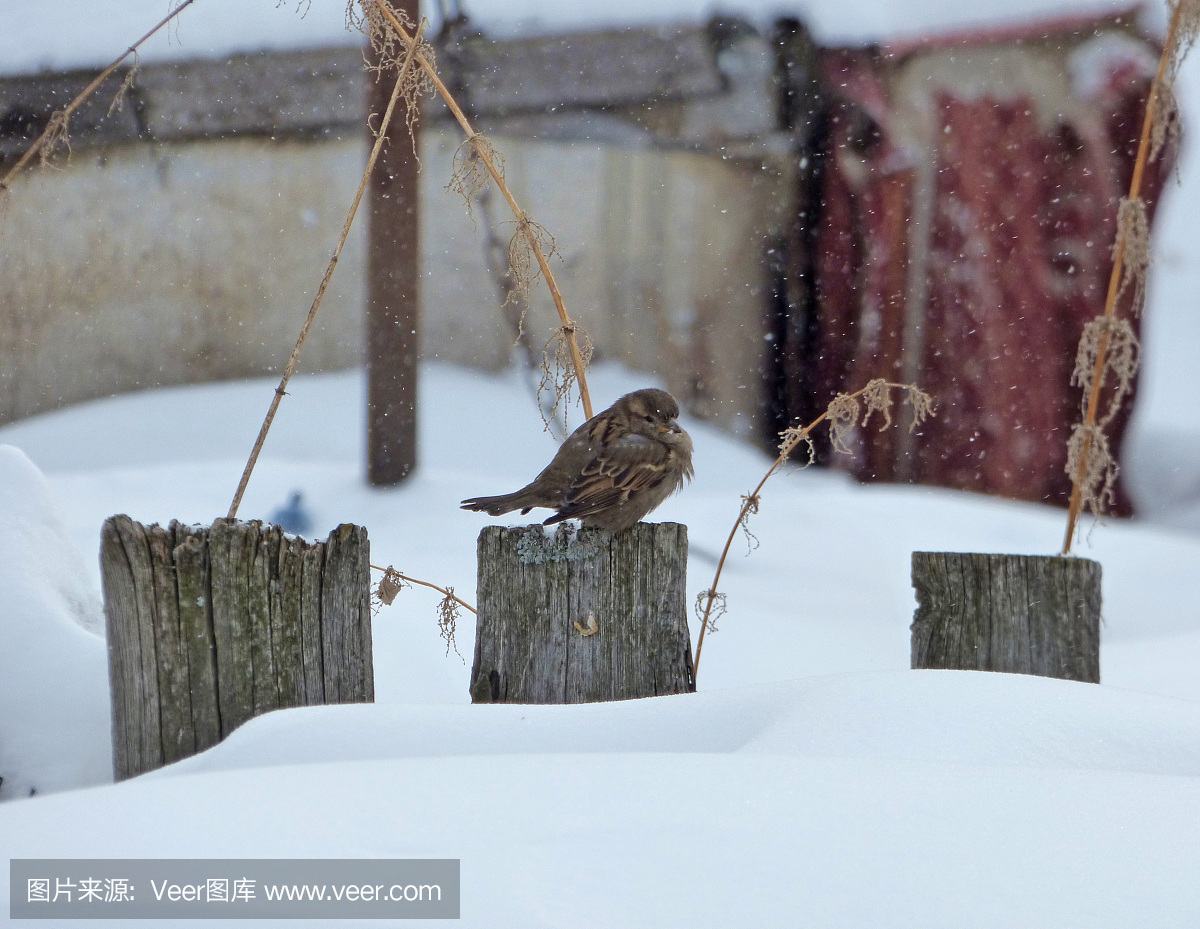 户外,特写,天空,北美歌雀