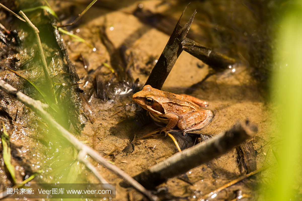 一个好奇的棕色青蛙在夏天坐在池塘里