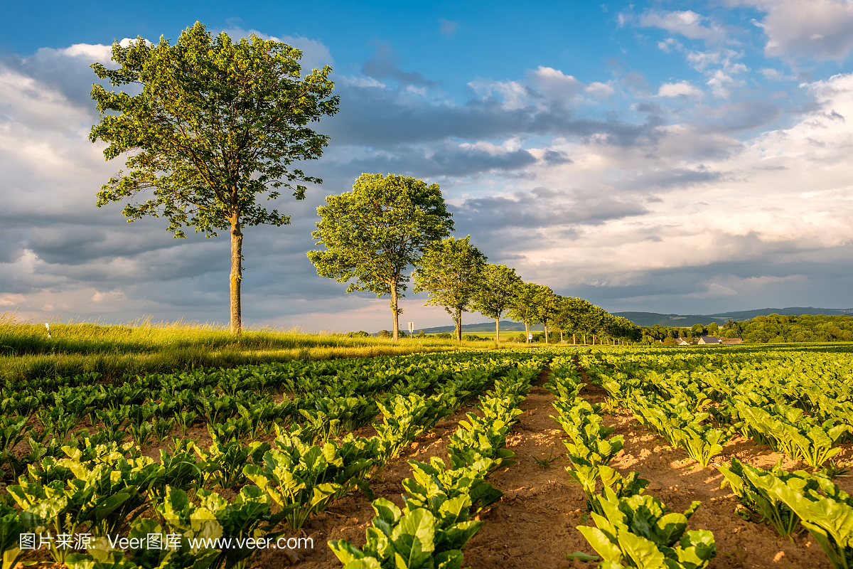 Rows of young green plants on a fertile field wit