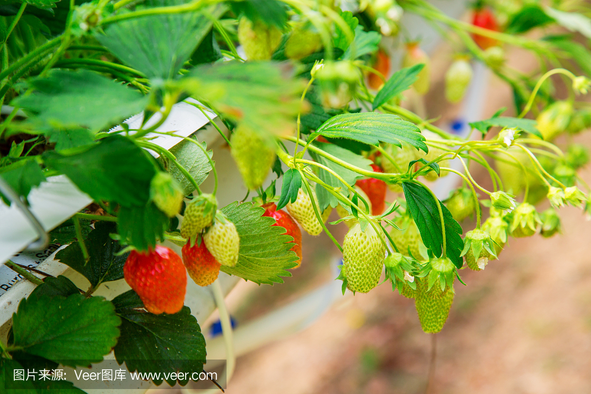 有机草莓植物生长在温室里