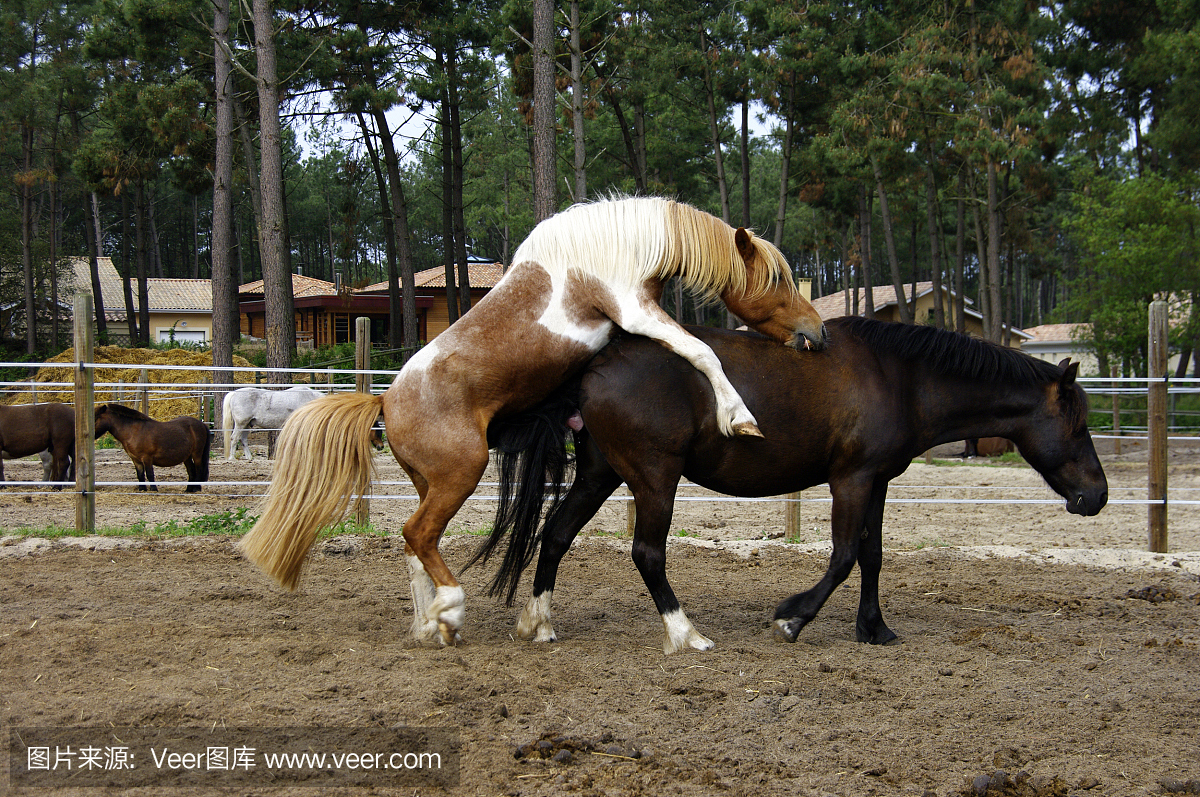 水平画幅,两只动物,动物习性,小马