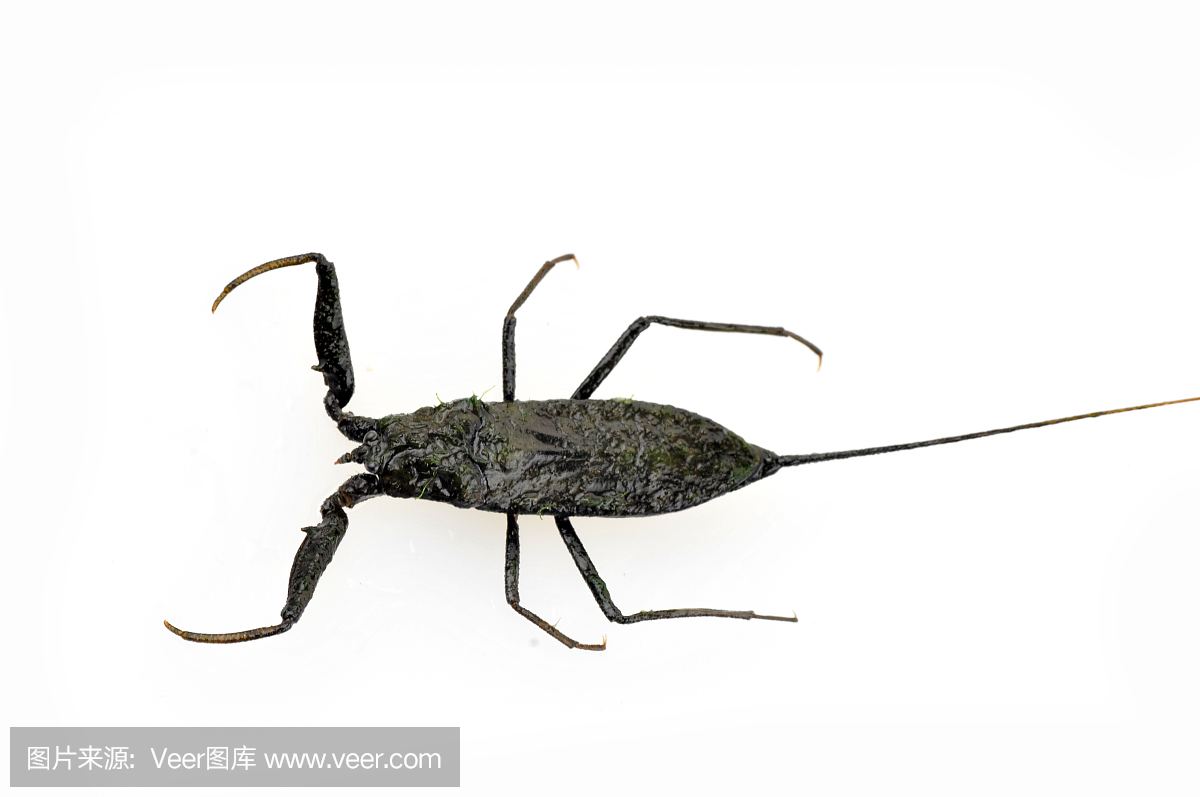 水蝎,水蝎子,英文字母A,英语字母A