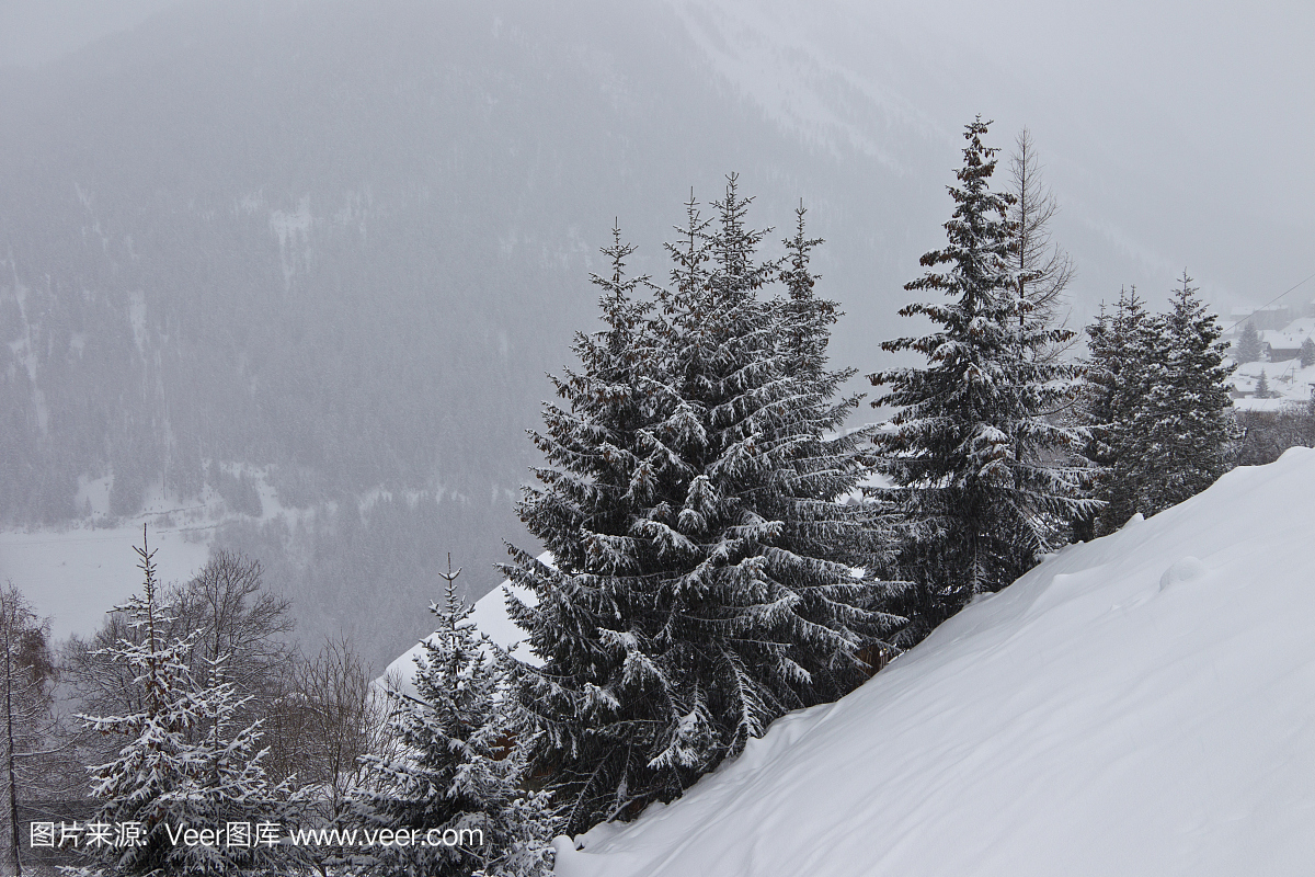 雪覆盖的云杉在瑞士阿尔卑斯山(恶劣天气),下雪