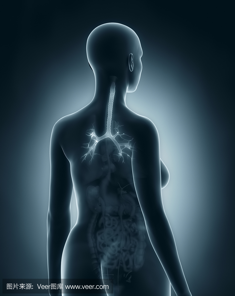 女性支气管解剖X线片黑色后视图