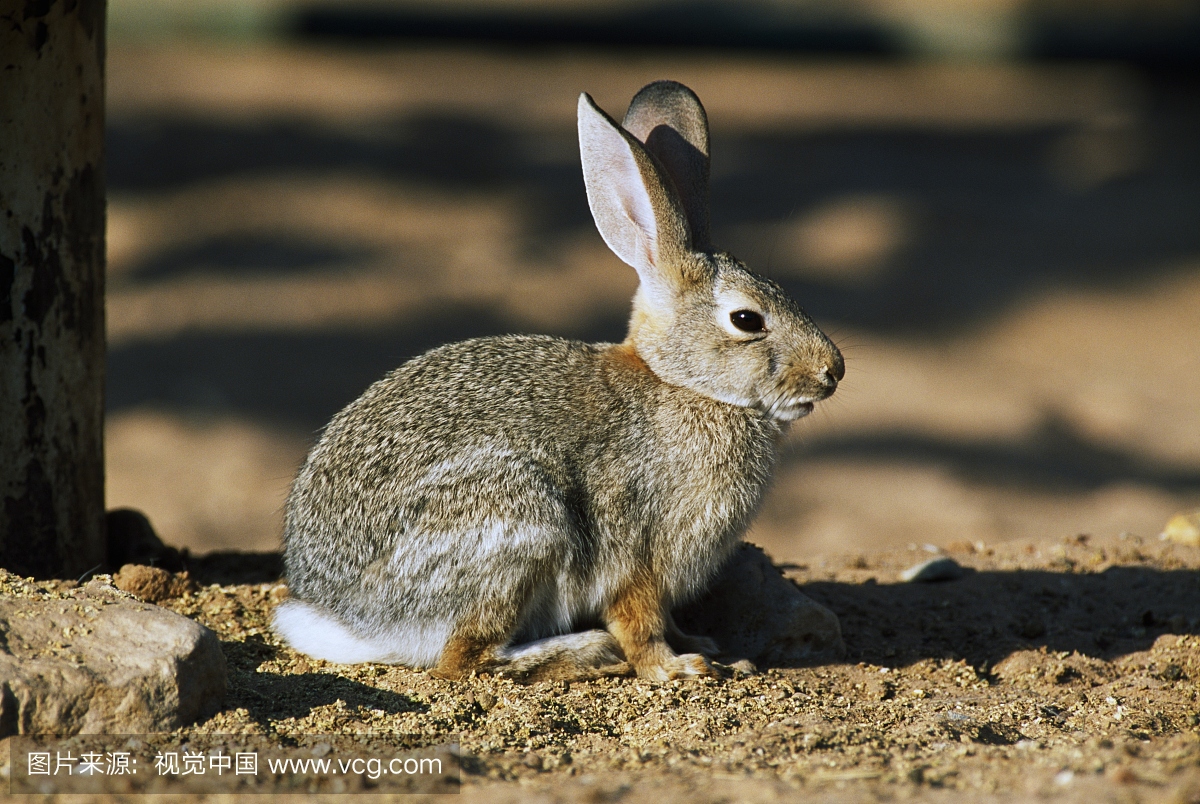 沙漠棉尾兔,轮廓,天使峡谷,犹他州,美国。