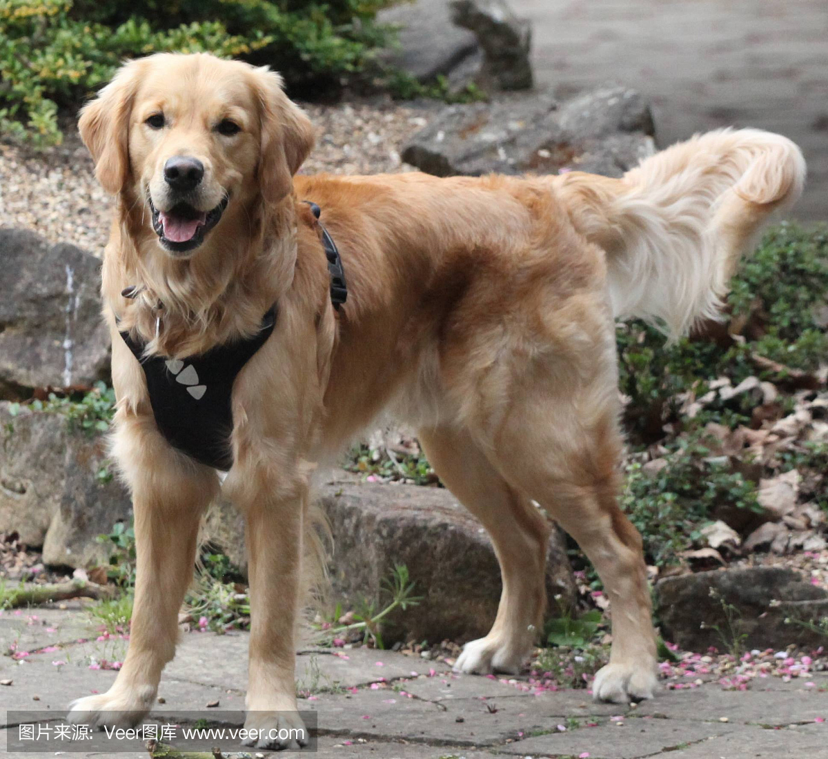 金毛寻回犬,金毛巡回犬,金毛犬,黄金猎犬