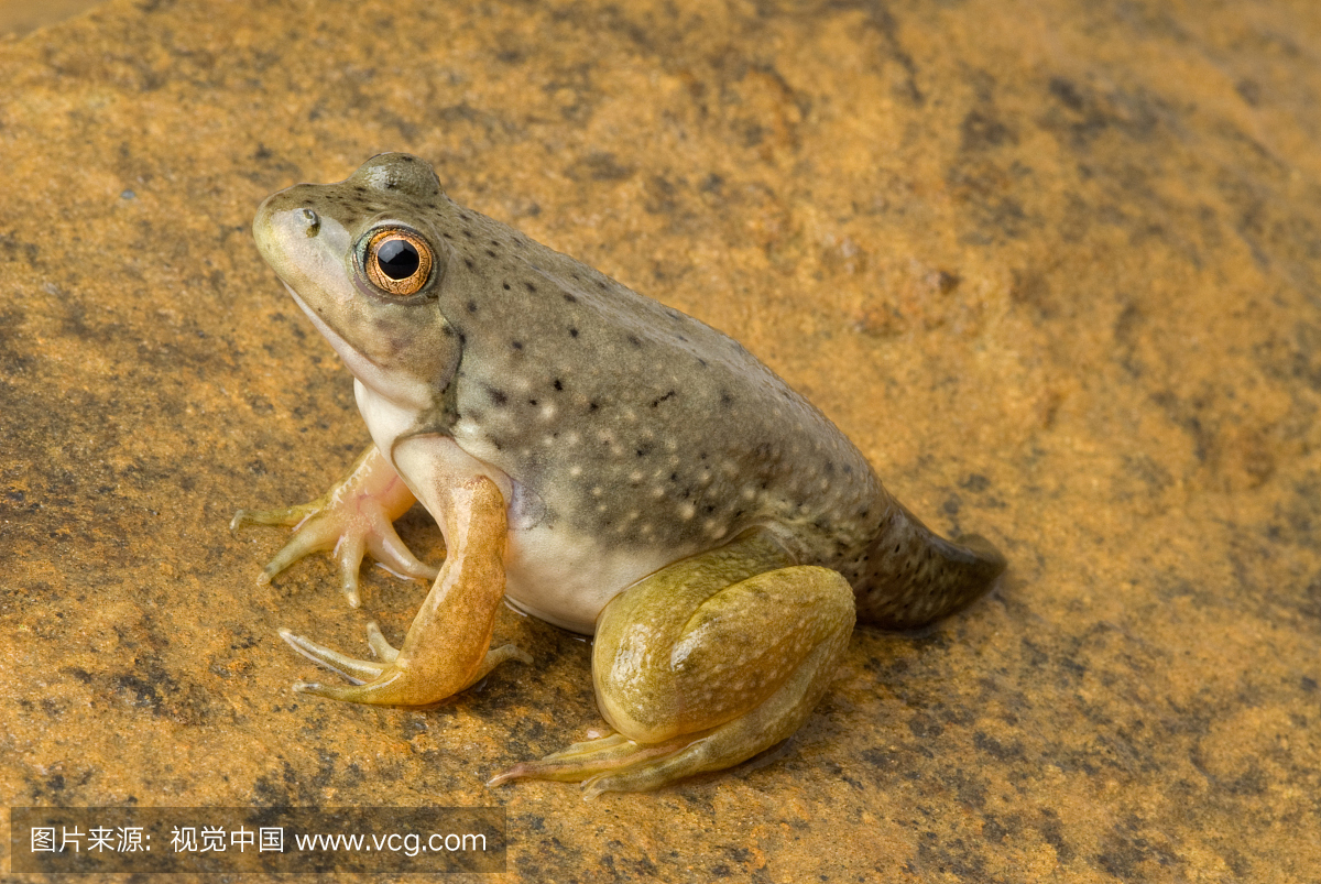 美国牛蛙,拉娜catesbeiana,部分尾巴。原产于美