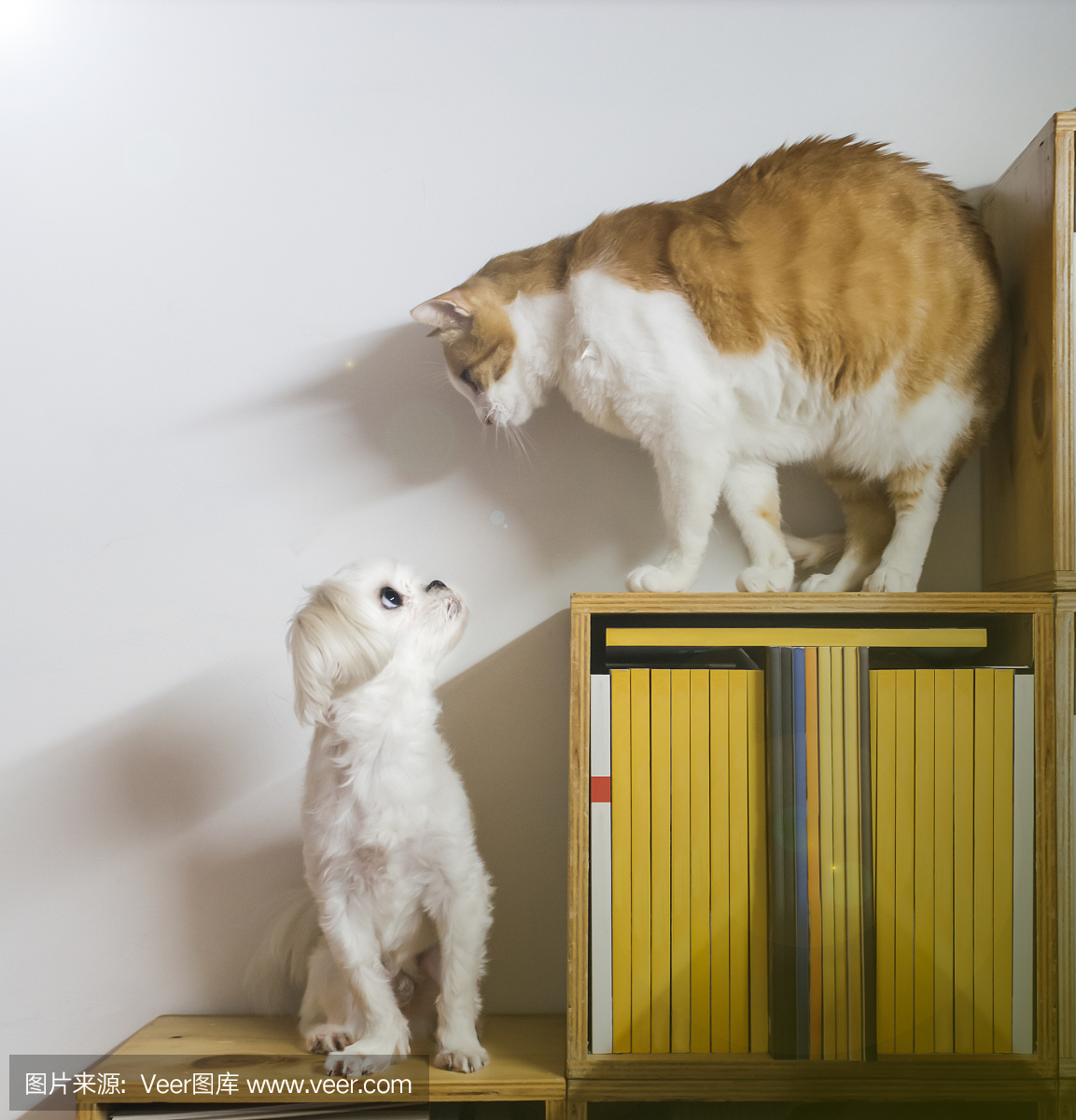 狗和猫在书架上方彼此侧视