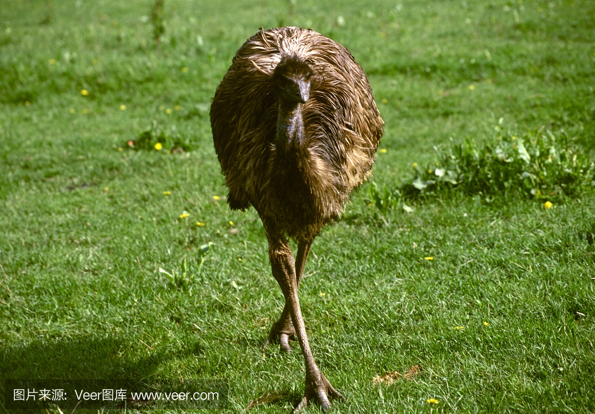 鸸鹋,鸸,澳洲鸵鸟,澳大利亚文明