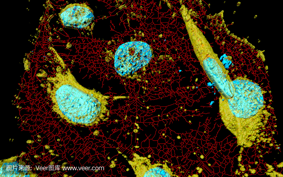 人宫颈癌传代细胞,海拉细胞,子宫癌,海瑞埃塔细