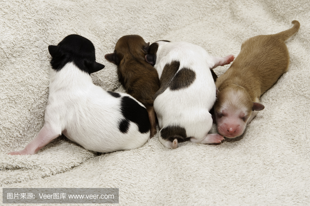 新生儿奇华瓦小狗