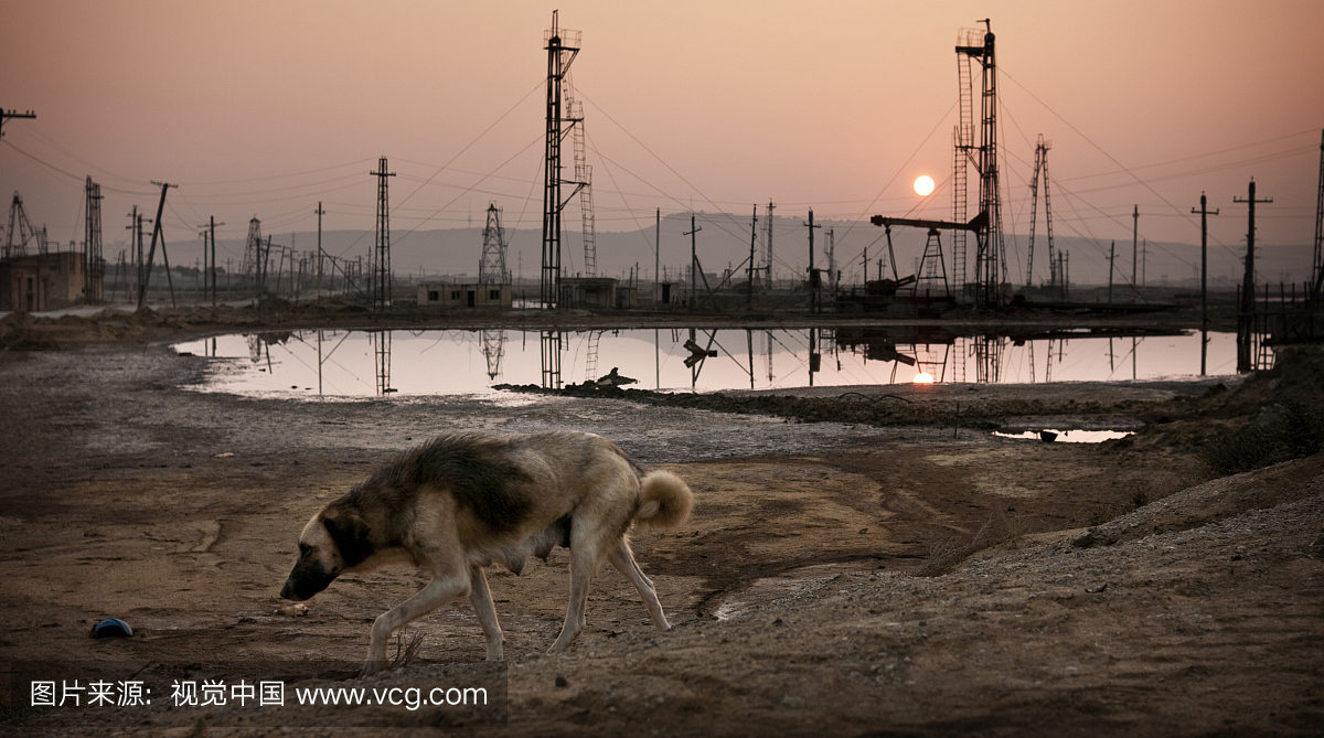 巴库郊外的油田穿过狗。