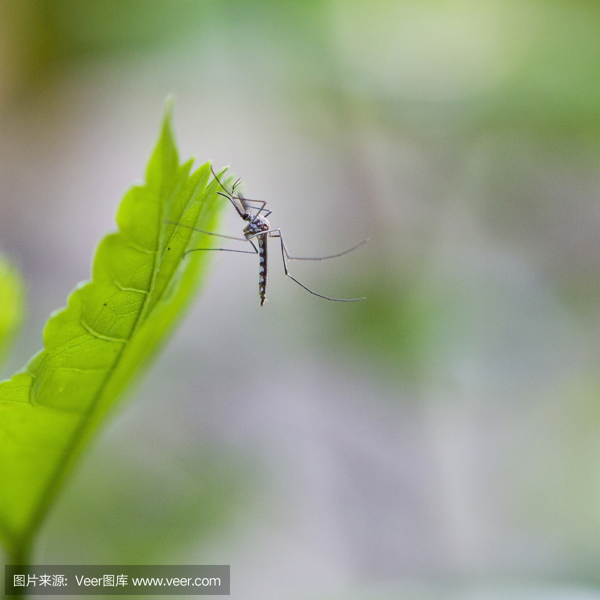 吸血动物,吸血的,蚊子,灭蚊