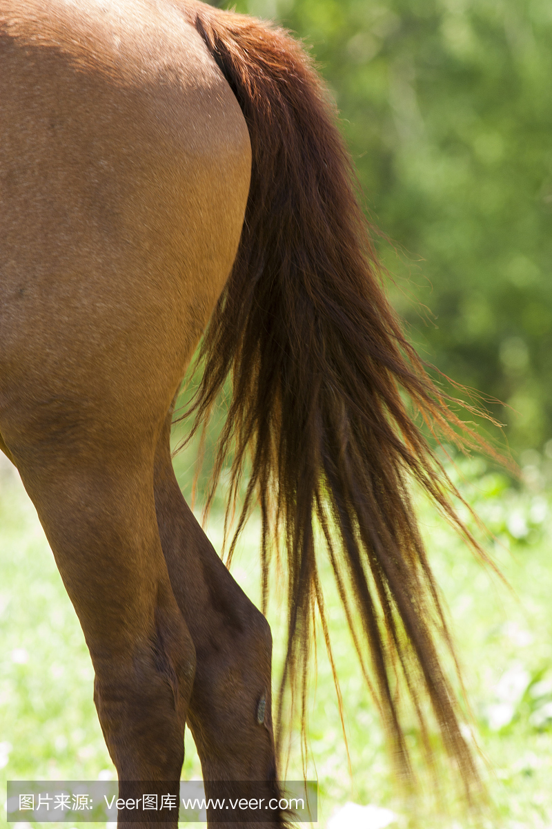 夸特马,蹄边马,突击战术,突然袭击