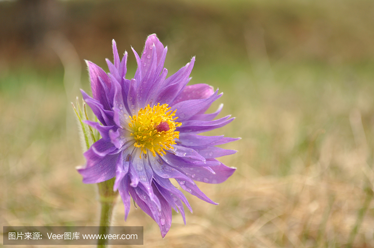 帕斯克花稀少版本,白头翁斑驳