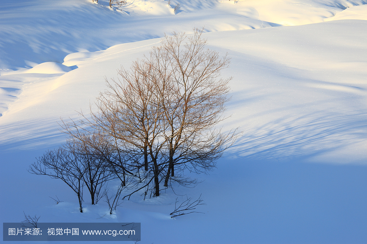 树木和雪在长野县白马