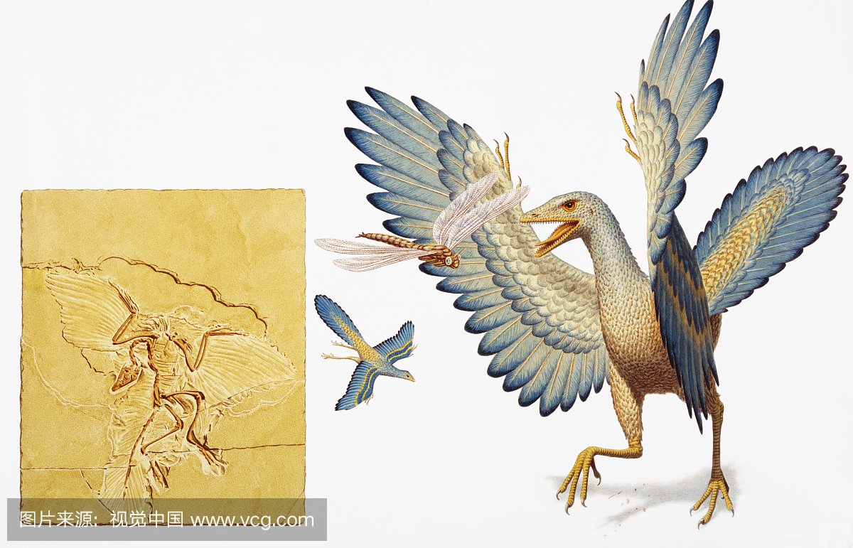 始祖鸟,最早知道的鸟,和第一只鸟,化石,插图
