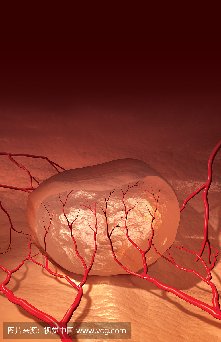 血管生成的3D图示。这是一个生理过程,涉及从