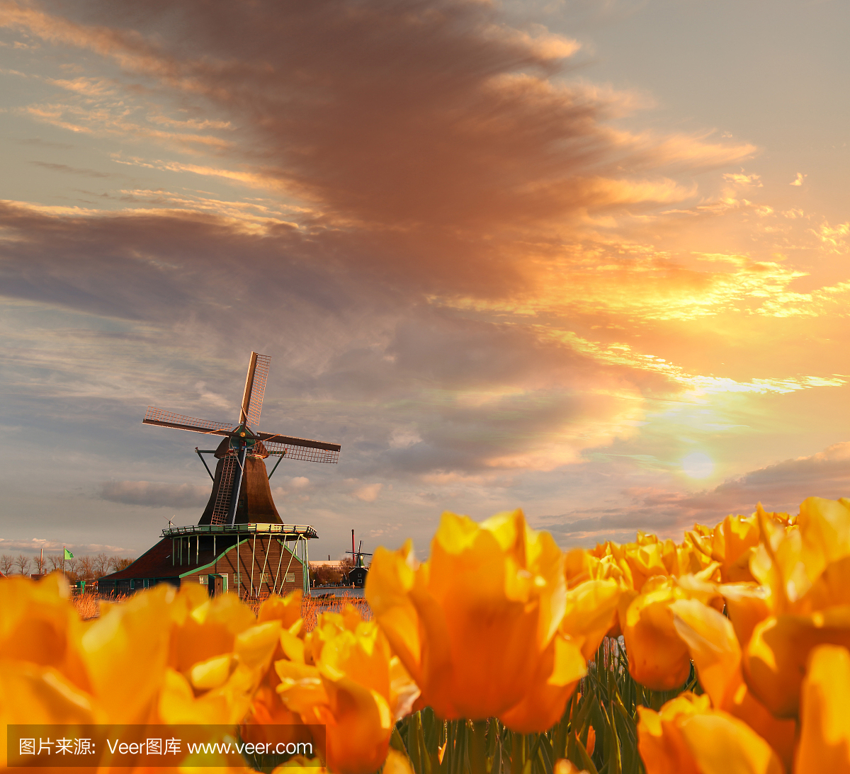 传统荷兰风车与郁金香在Zaanse Schans,阿姆斯