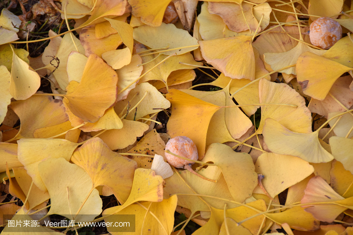 秋天的叶子和银杏树的果实在地面上