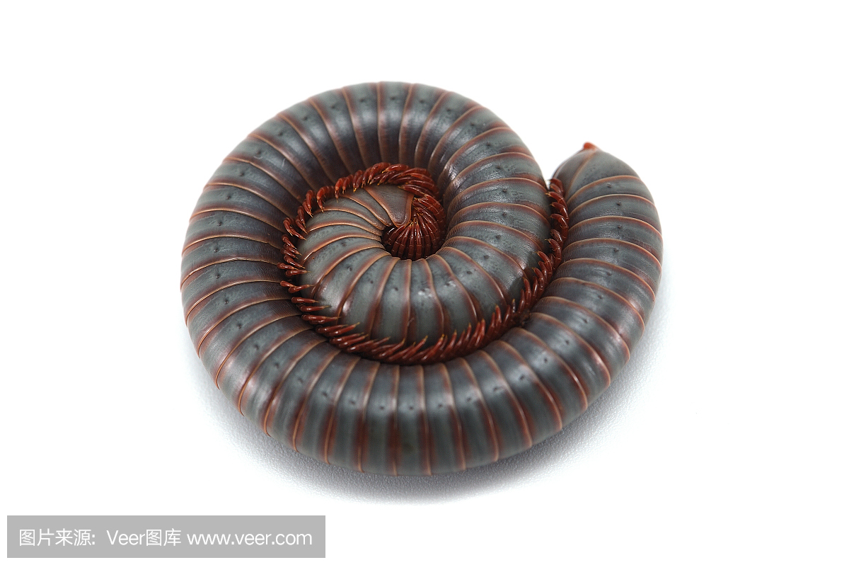 在白色背景上孤立的千足虫