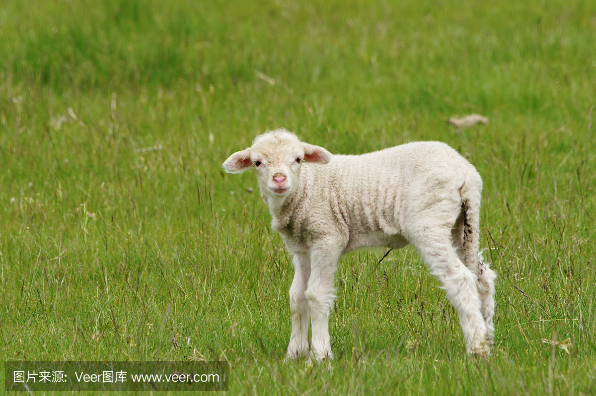 羔羊在新西兰北岛的罗托鲁瓦附近的农场