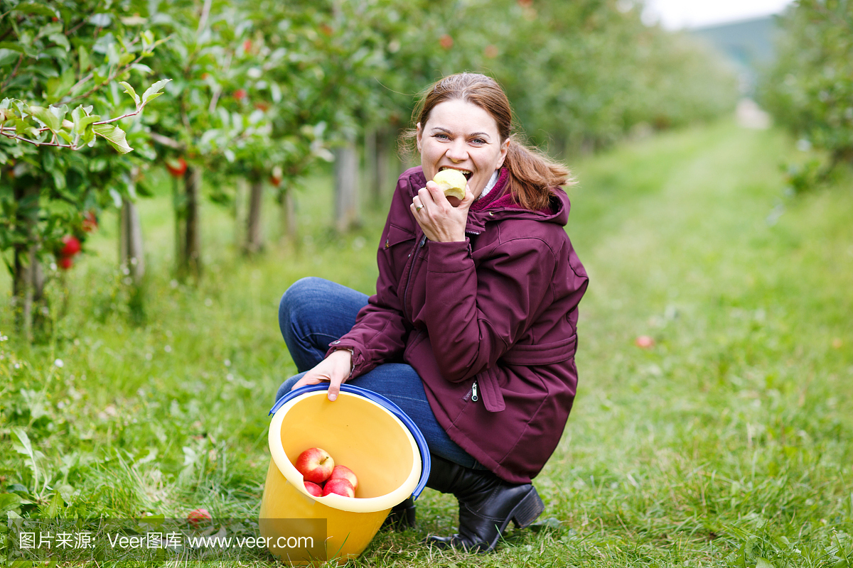 在果园吃红苹果的年轻女子