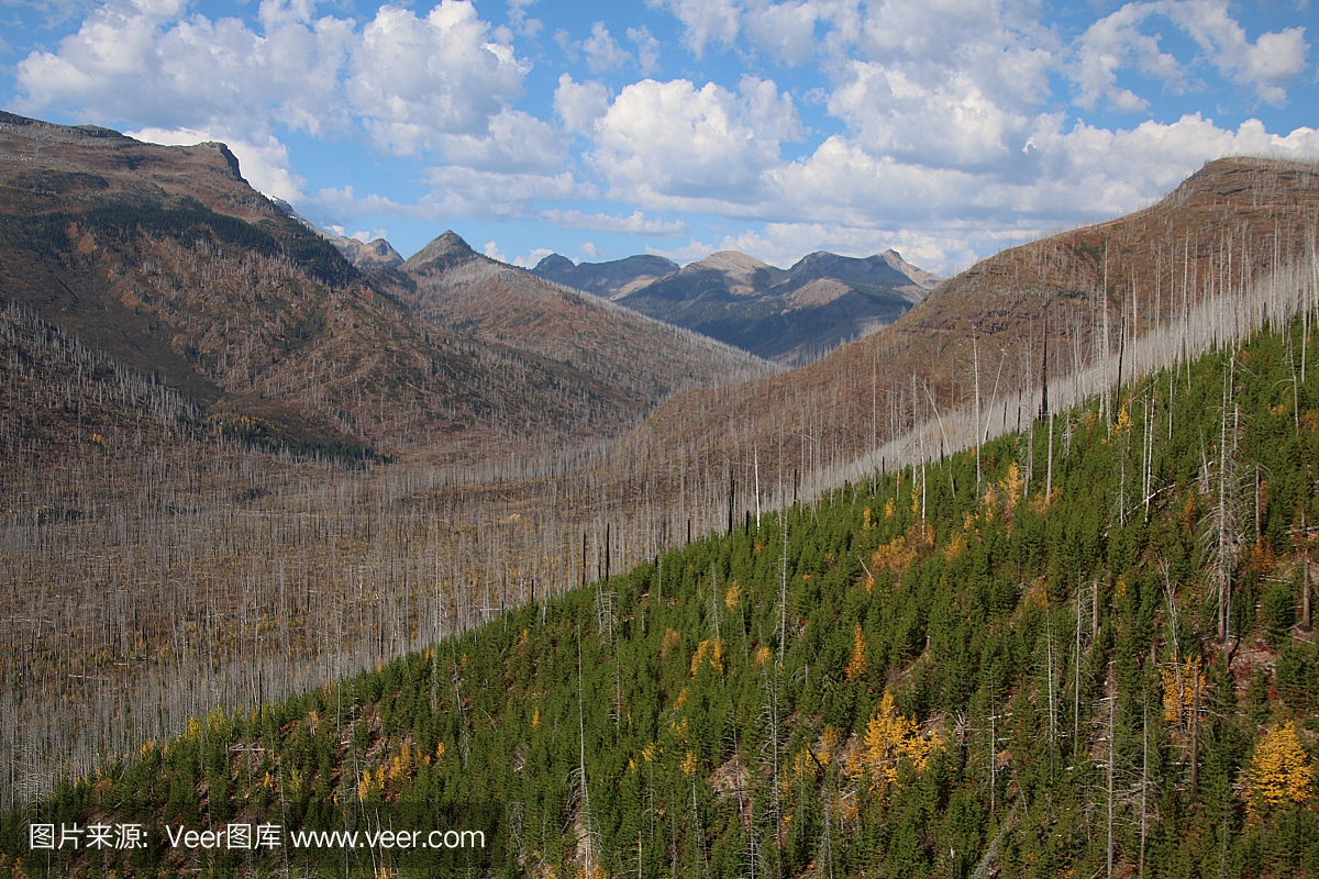 森林火灾,森林起火,森林着火,野火